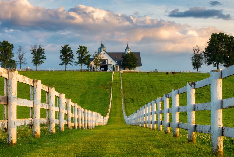 bluegrass maintenance