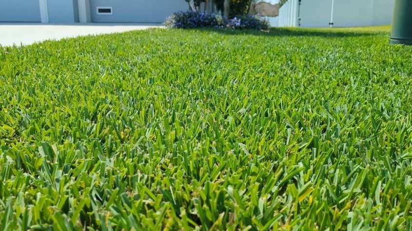 St. Augustine Grass – Lush, vibrant, and perfect for shady spots.