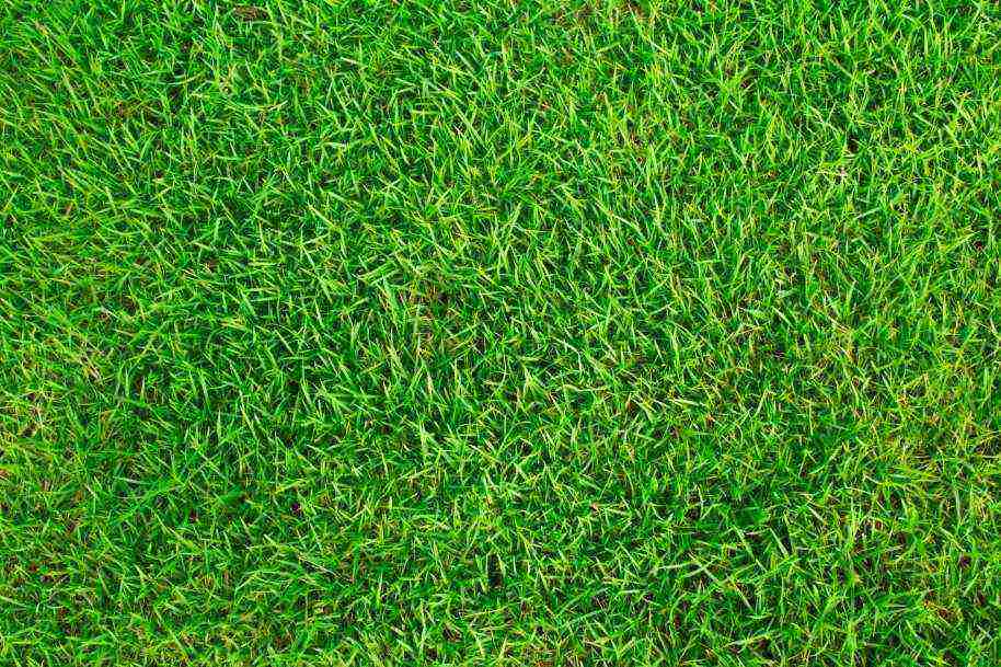 Bermuda Grass: Thriving Under the Sun, Built for the Heat.