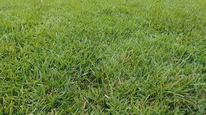 Centipede Grass: A lush, low-maintenance lawn solution perfect for Katy, TX homeowners.