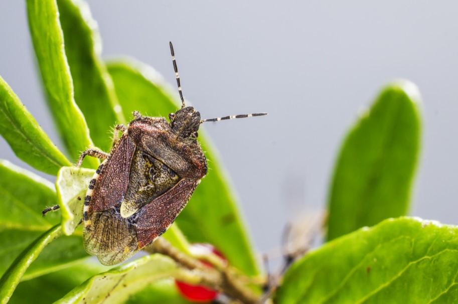 Chinch Bug Alert – Stop Lawn Damage Before It Spreads!
