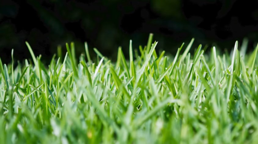 Discover the most common grass types thriving in Katy, TX — tailored for Texas lawns!