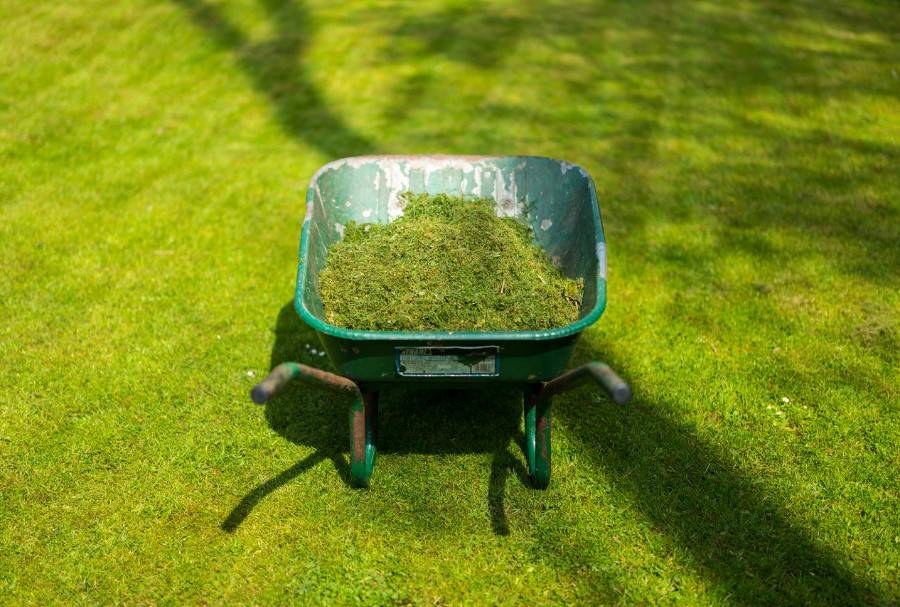 Freshly cut and ready for compost — the green gold of your lawn!