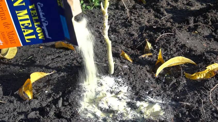 Protect Your Roots – Apply Grub Control Mid-Summer!