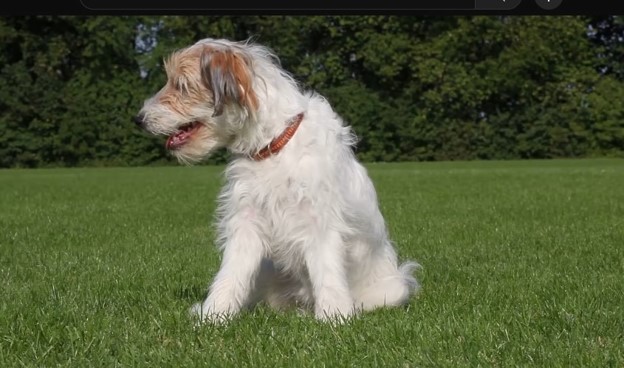 Keeping Your Lawn Lush & Safe for Pets—Even in the Texas Heat!