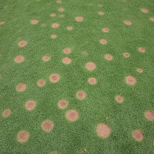 fixing lawn brown spots
