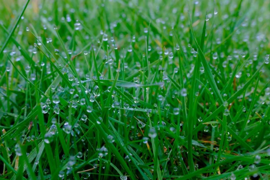 Keep your lawn lush and healthy this rainy season in Katy with expert care and maintenance!