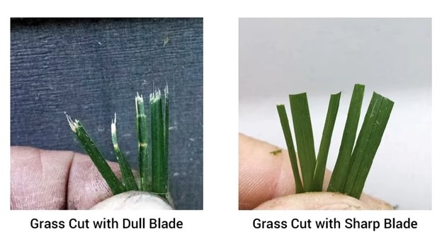Trim your St. Augustine grass for a lush, healthy lawn all year long!