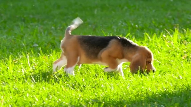 Pet-Safe Lawn Care in Katy, TX: Ensuring a Healthy Yard for Your Furry Friends