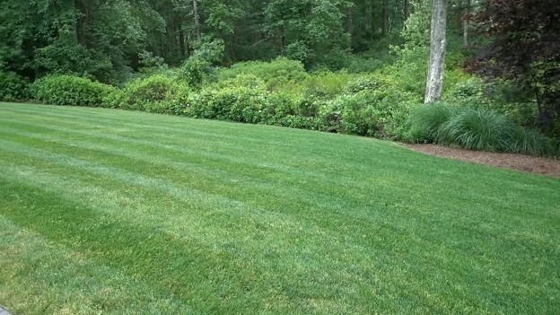 Master Weed Control in Katy, TX: Say Goodbye To Pesky Weeds