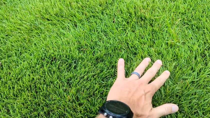 Zoysia Grass – A lush, low-maintenance choice for durable, all-season lawns.